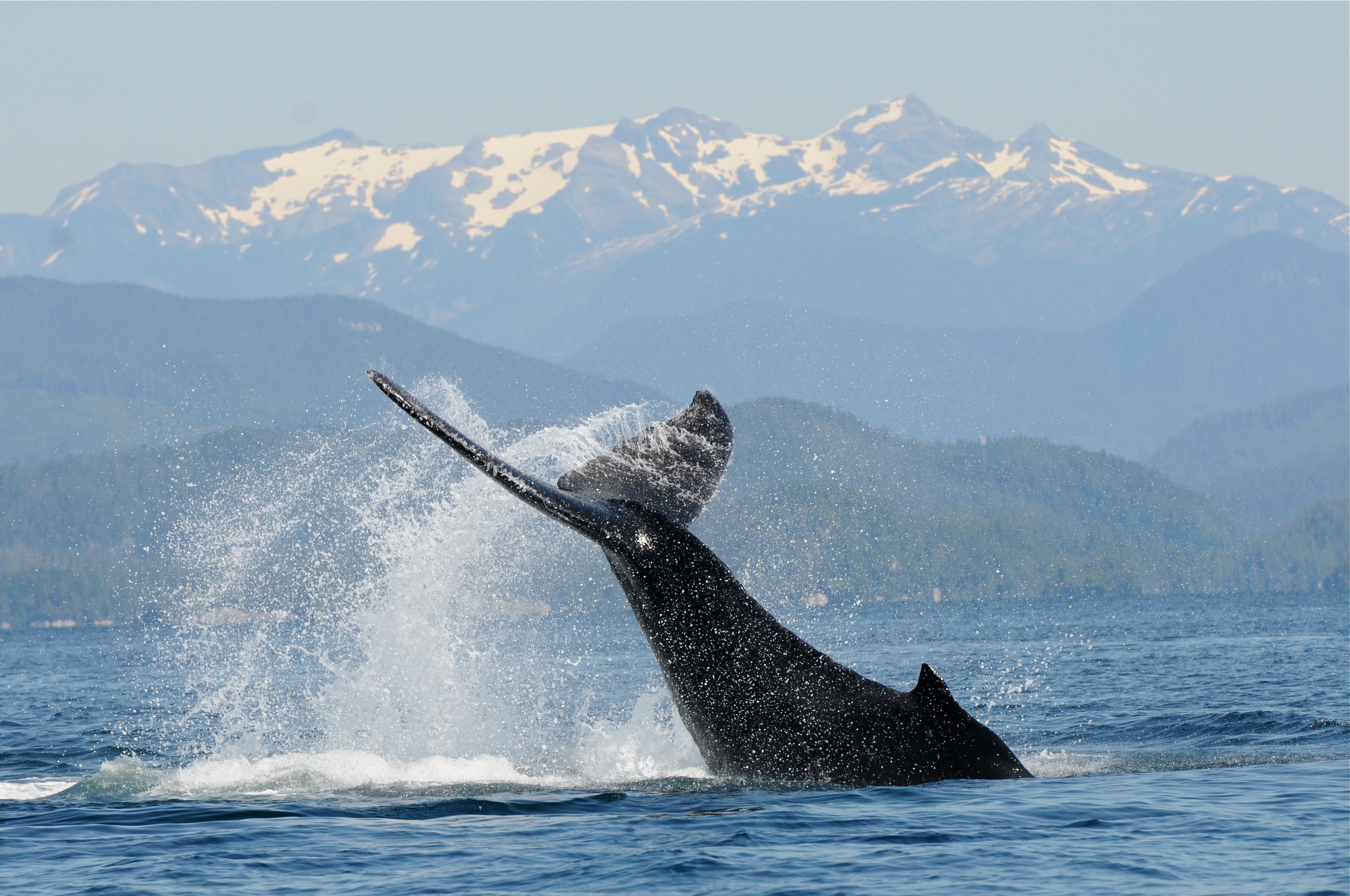 Humpback whale "Black Pearl", known to MERS since 2012, tailslapping off northern Vancouver Island (Photo by Christie McMillan, MERS)
